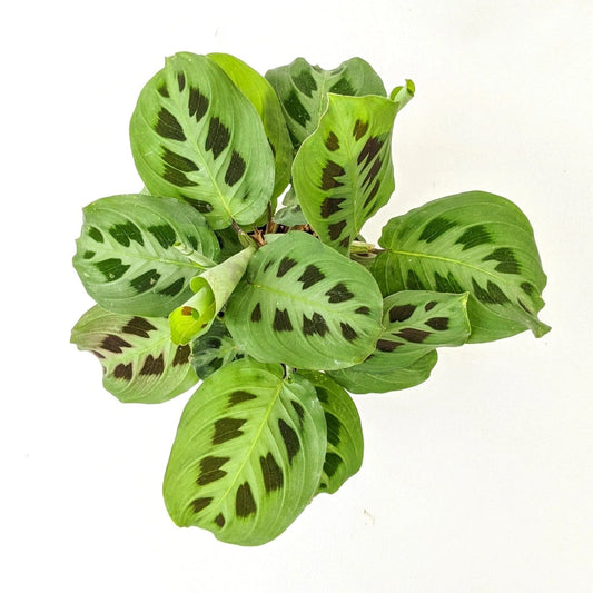 Maranta leuconeura 'Kerchoveana' 12cm