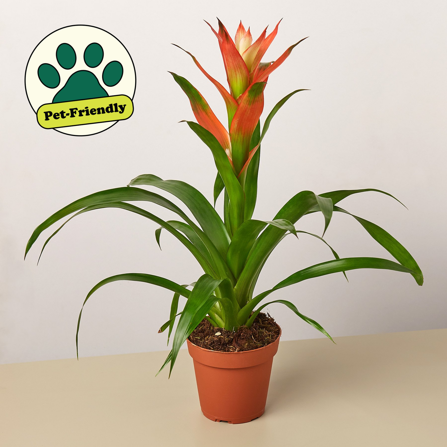 Bromeliad Guzmania 'Rose' - 4" Pot