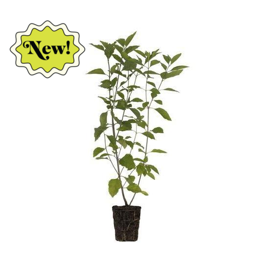 Beautyberry Tree - 6.5" Pot