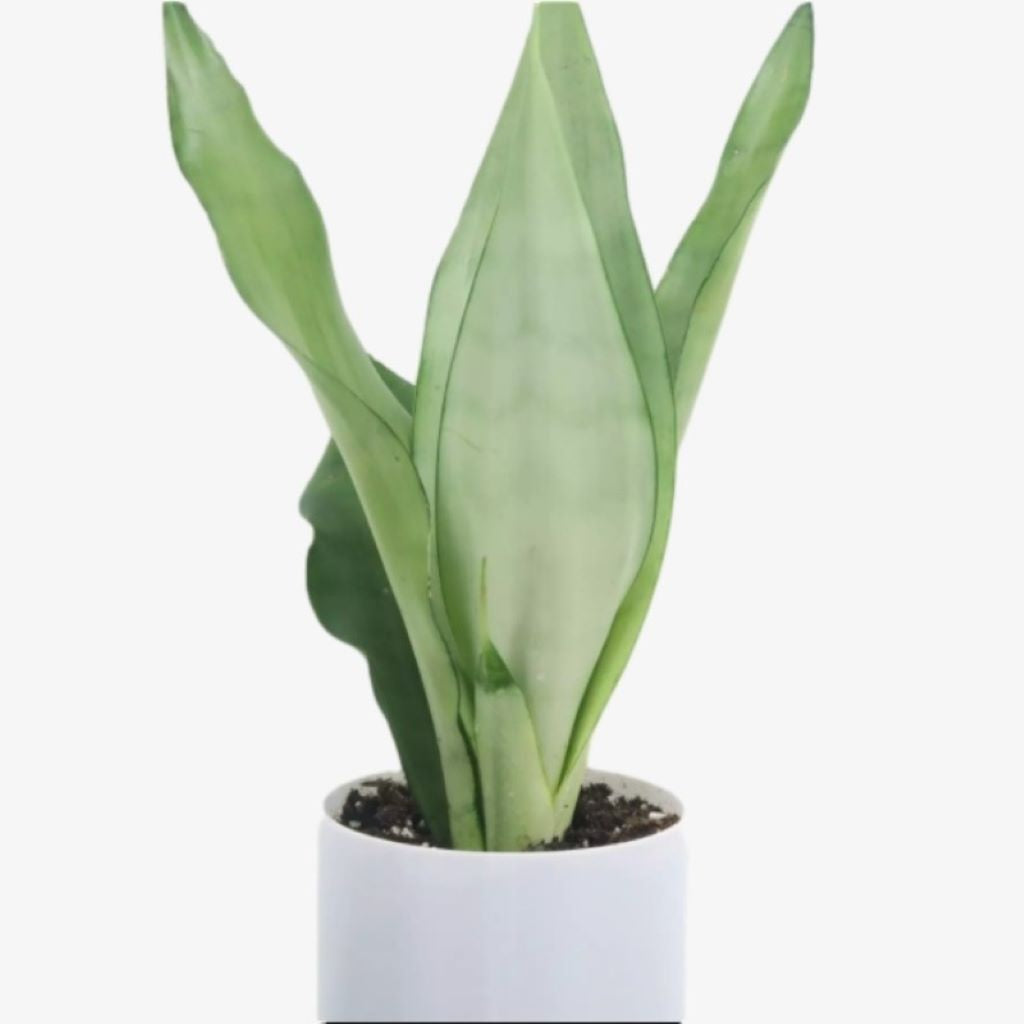 Sansevieria Hahnii - Snake Plant