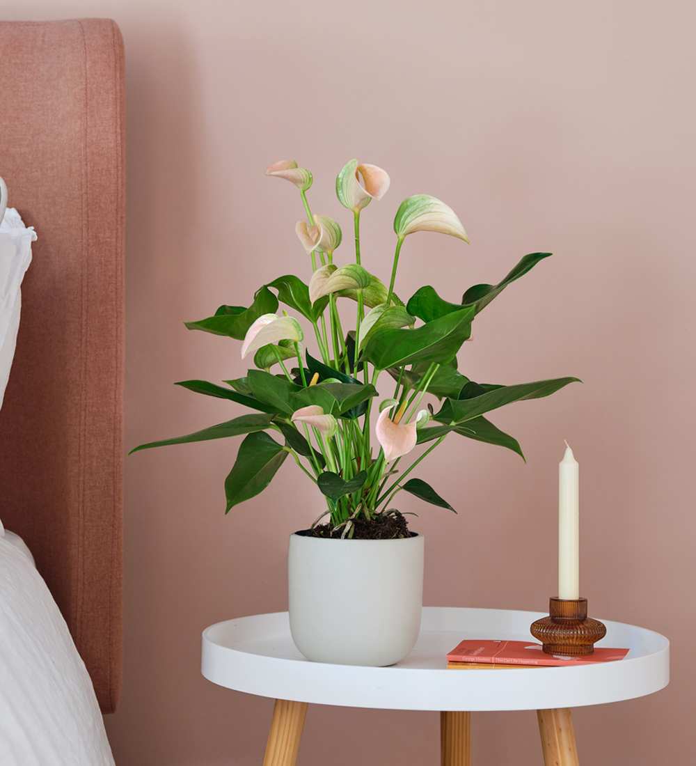 Peach Anthurium & Pot