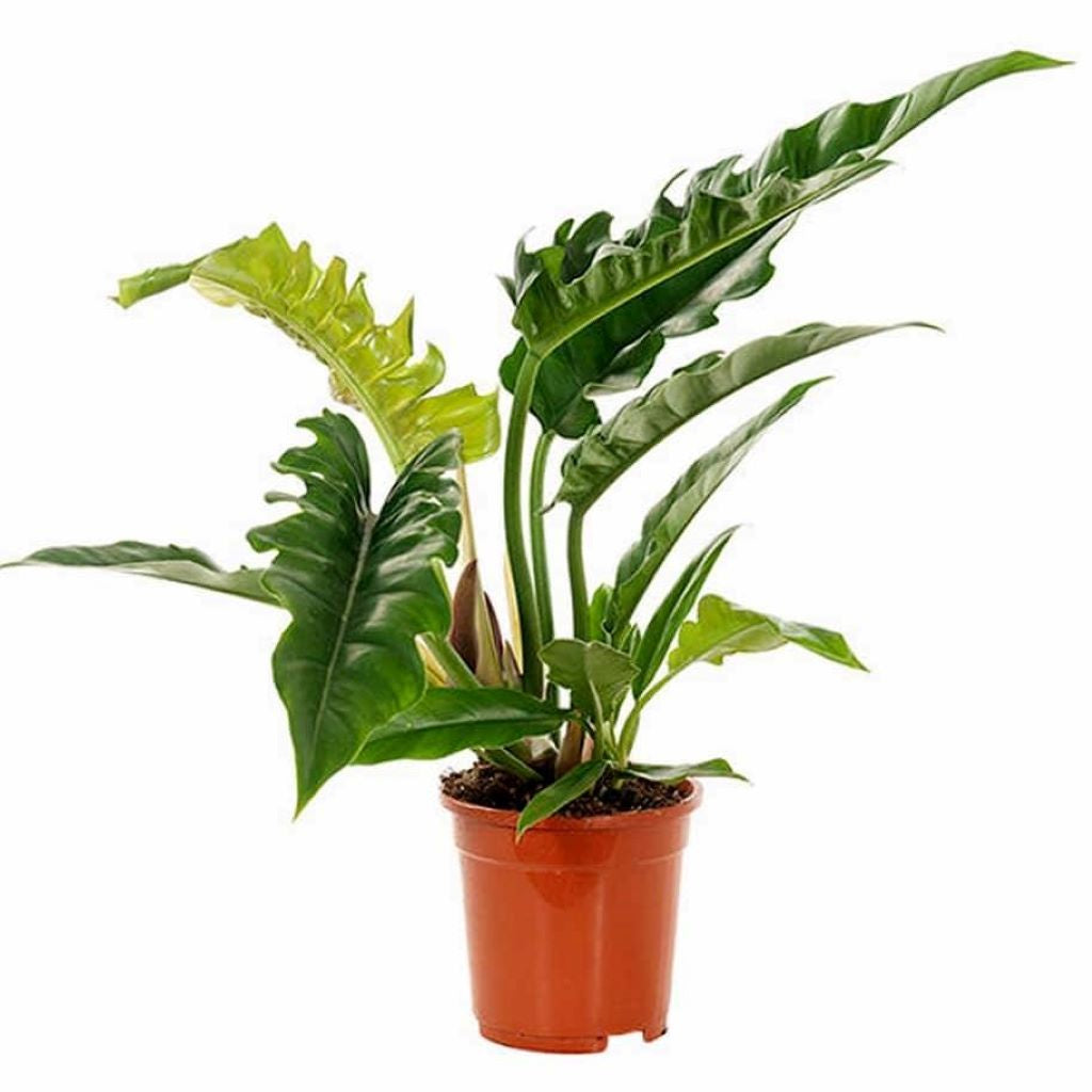 Philodendron Narrow 16.5cm